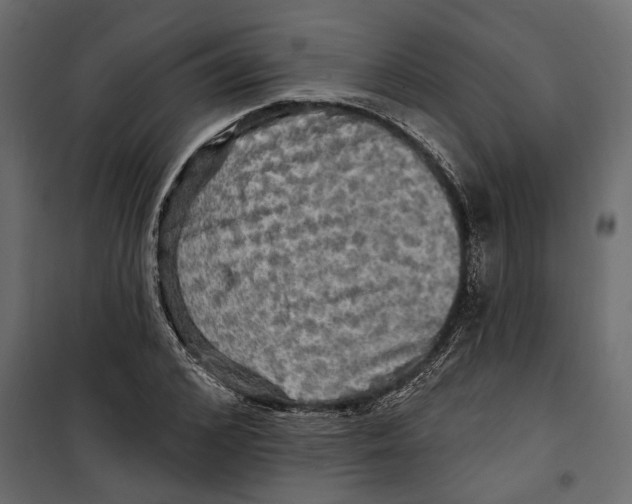 X0000099950976200806201309