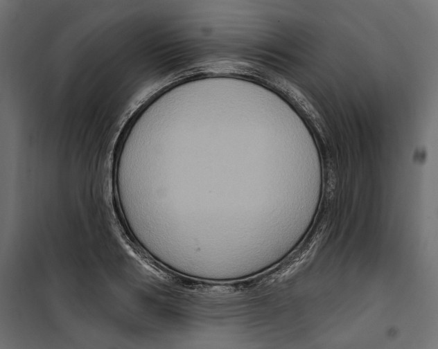 X0000099950986200806201309