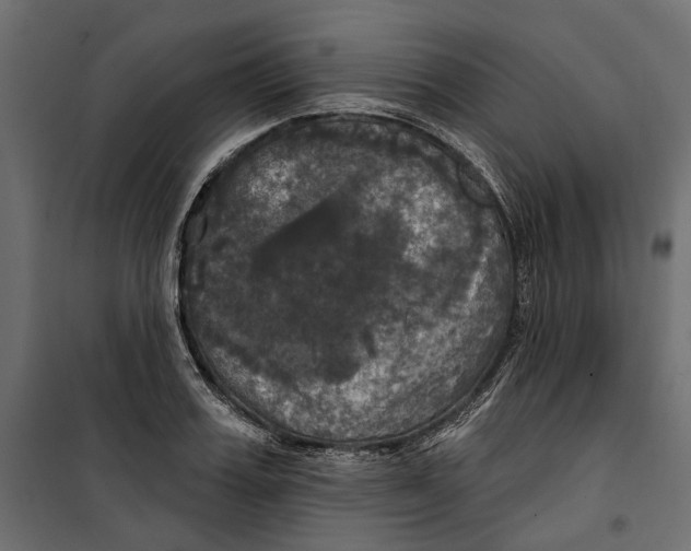 X0000099950987200806201309