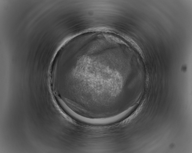 X0000099950989200806201309