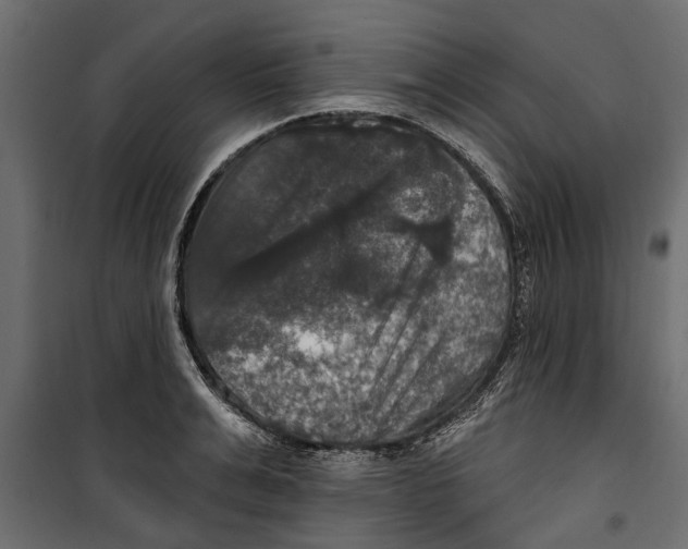 X0000099950991200806201309
