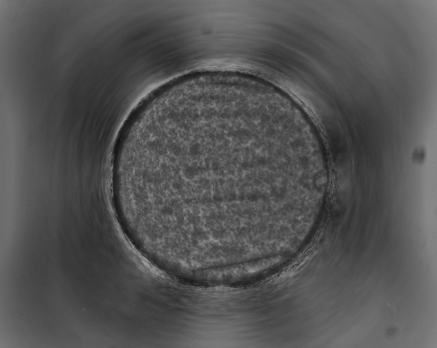 X0000099950992200806201309