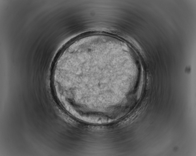 X0000099951020200806201308