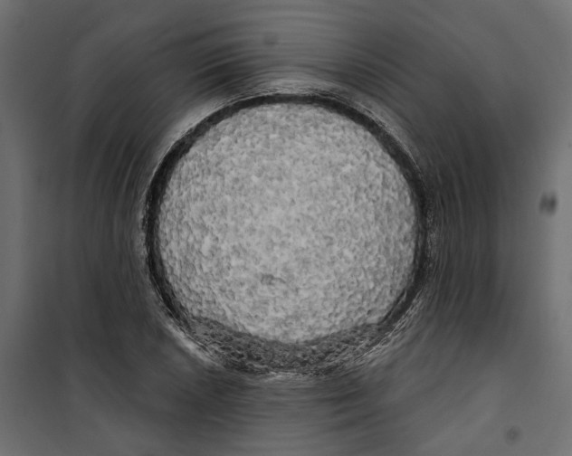 X0000099951026200806201308