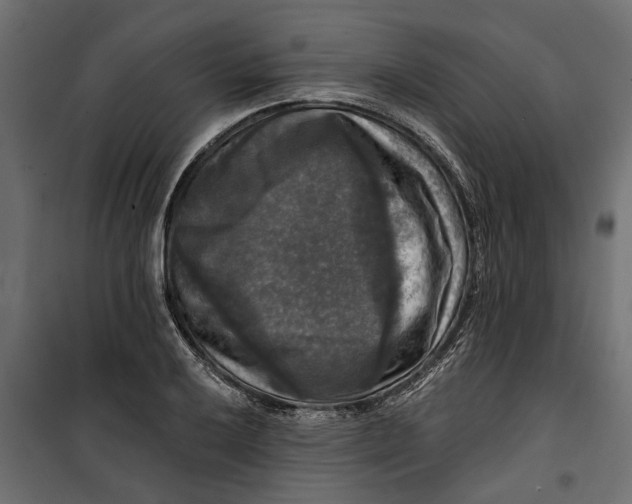 X0000099951032200806201308