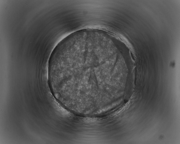 X0000099951036200806201308