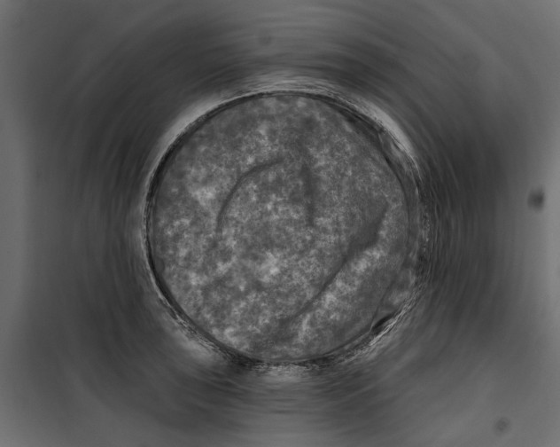 X0000099951043200806201308