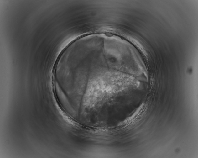 X0000099951047200806201308
