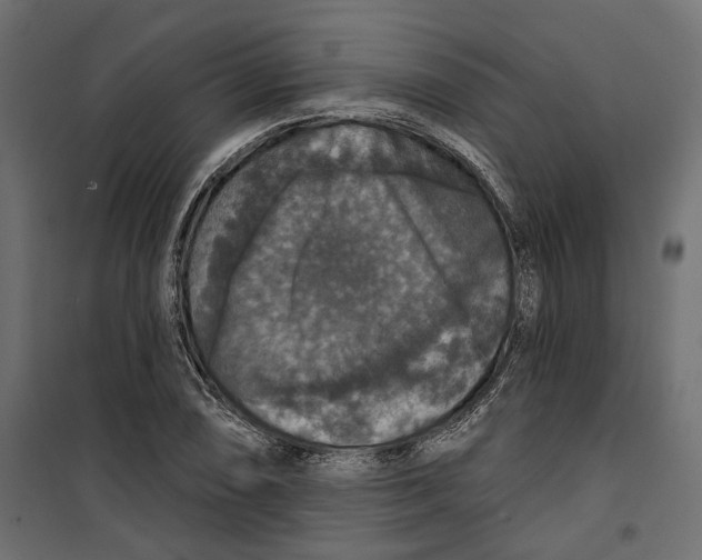 X0000099951074200806201307