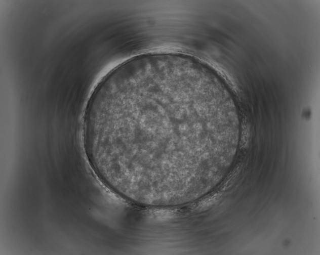 X0000099951086200806201307