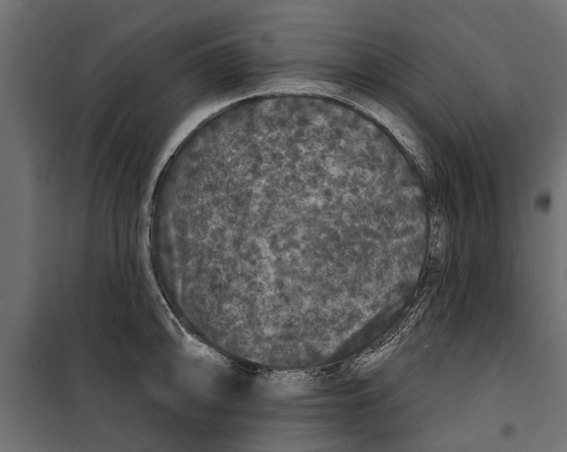 X0000099951094200806201307