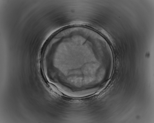 X0000099951124200806201307
