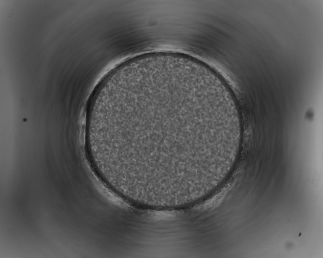 X0000099951126200806201307
