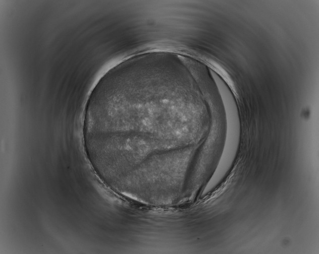 X0000099951146200806201307