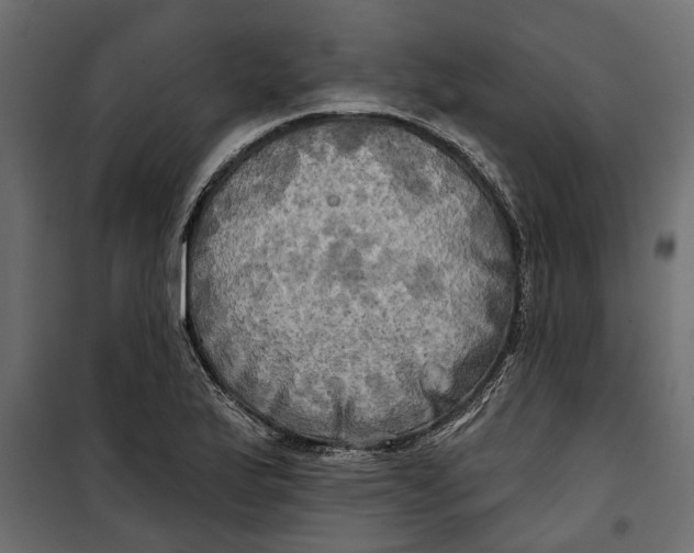 X0000099951175200806201306
