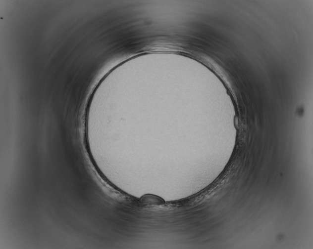 X0000099951195200806201306