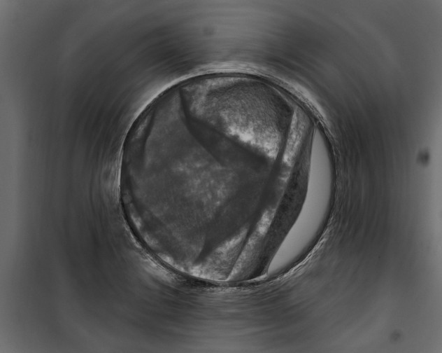 X0000099951228200806201305