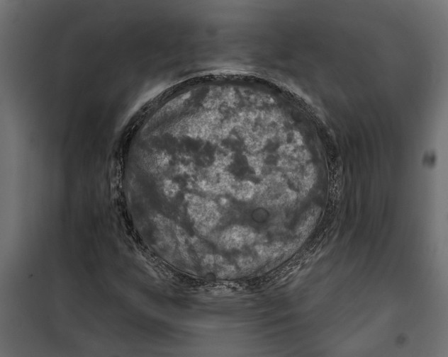 X0000099951255200806201305