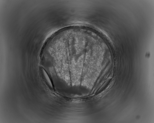 X0000099951267200806201305