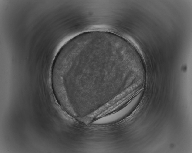 X0000099951336200806201304