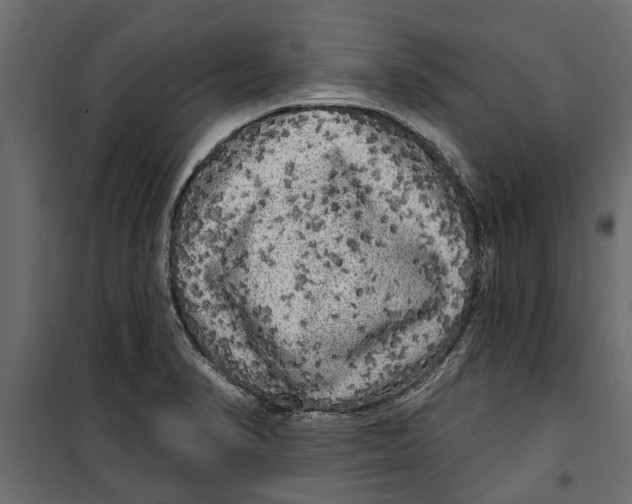 X0000099951374200806201303