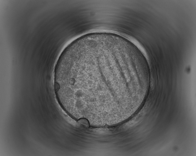 X0000099951388200806201303