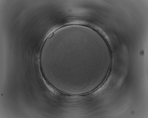 X0000099951425200806201302