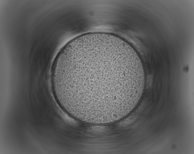 X0000099951470200806201301
