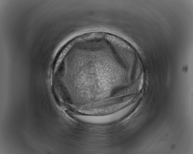 X0000099951510200806201301