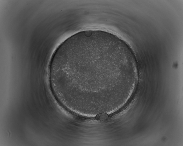 X0000099951517200806201301