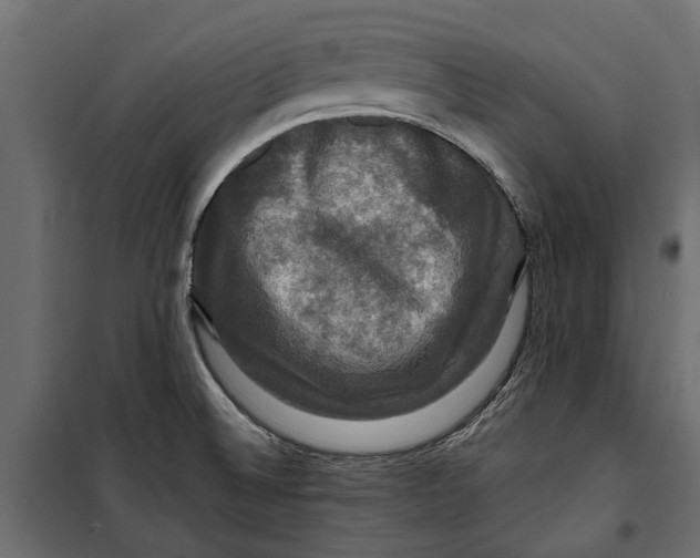 X0000099951524200806201301