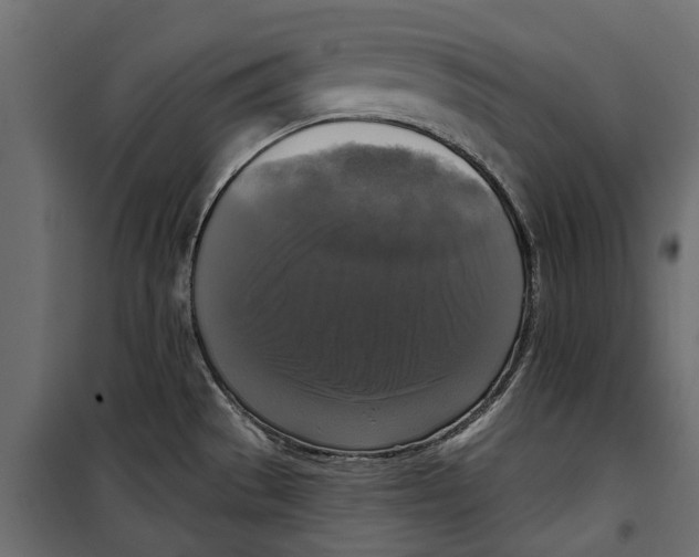 X0000099951529200806201301