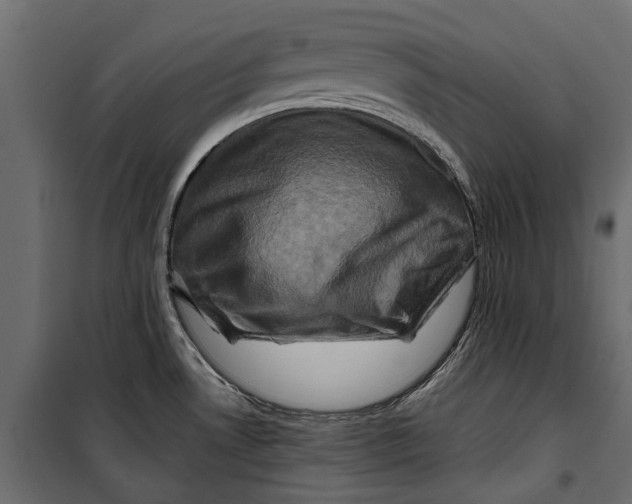 X0000099951530200806201301