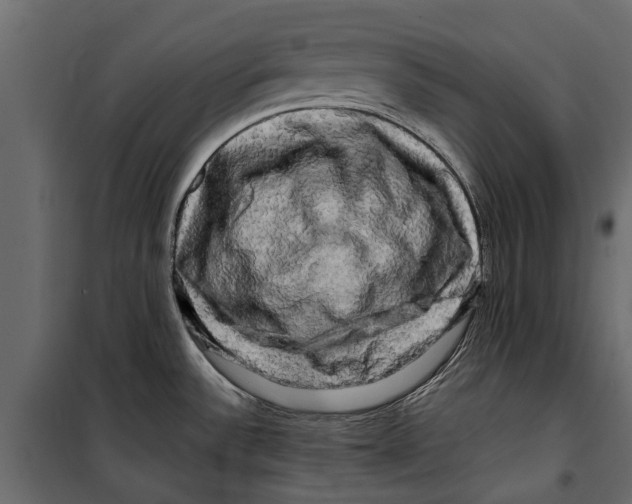 X0000099951532200806201301