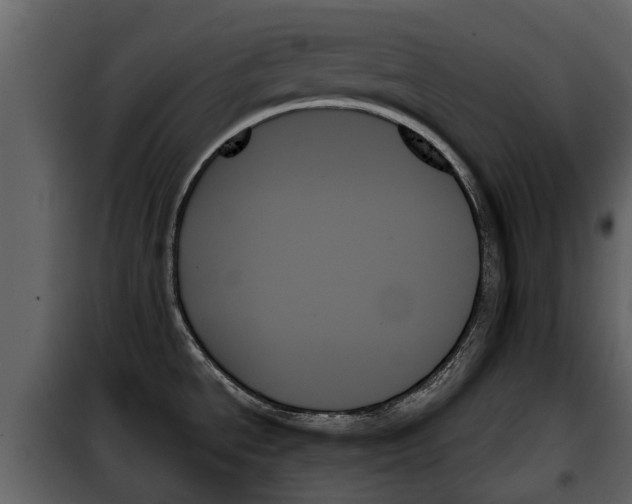 X0000099951534200806201301