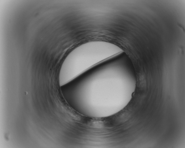 X0000099960228200805231034