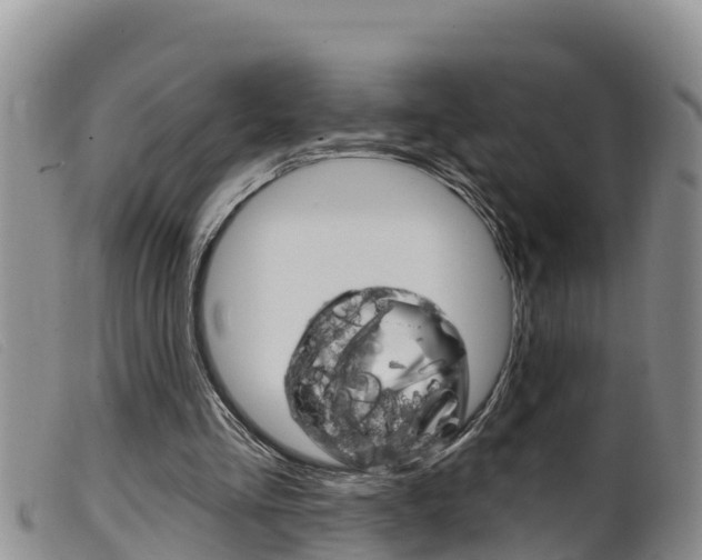 X0000099960293200805231033