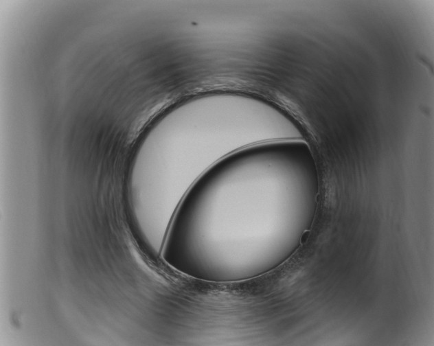 X0000099960538200805231029