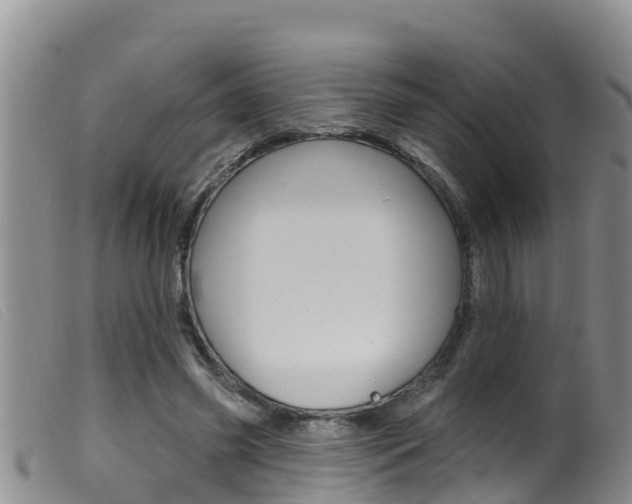 X0000099960541200805231029