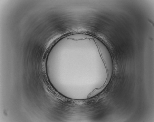 X0000099960583200805231029