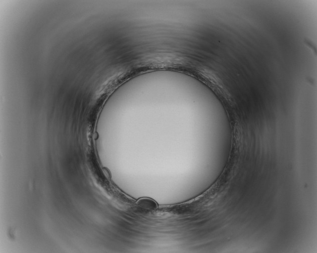 X0000099960590200805231029