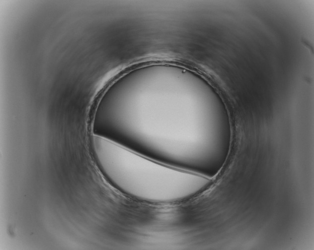 X0000099961168200805231019