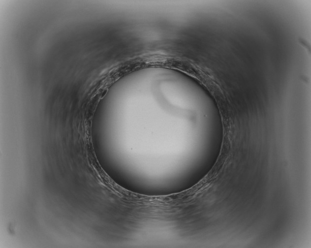 X0000099961445200805231015