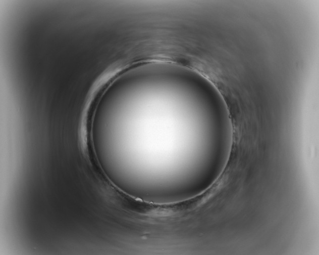 X0000099960294200805231346