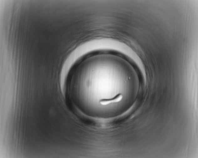 X0000099960329200805231346