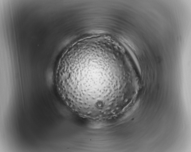 X0000099960351200805231345