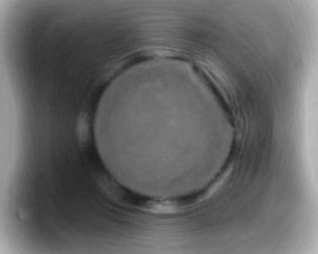 X0000099960359200805231345