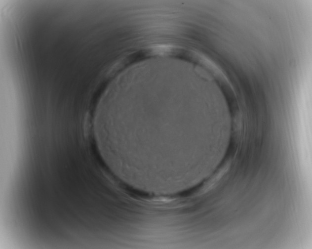 X0000099960361200805231345