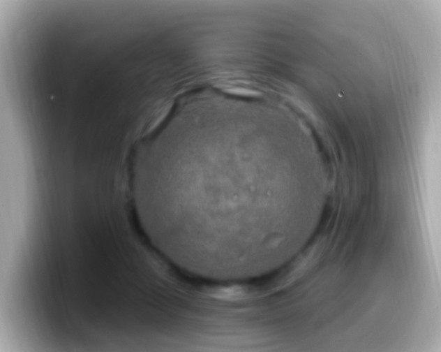 X0000099960411200805231345