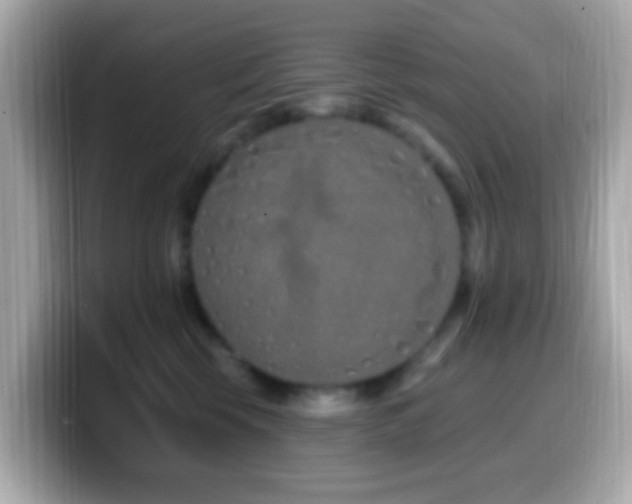 X0000099960569200805231343